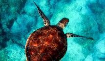 Фильмы для тех, кто отправляется на море
