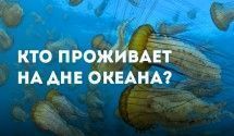 Подводная жизнь