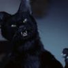 Diabolico Gato